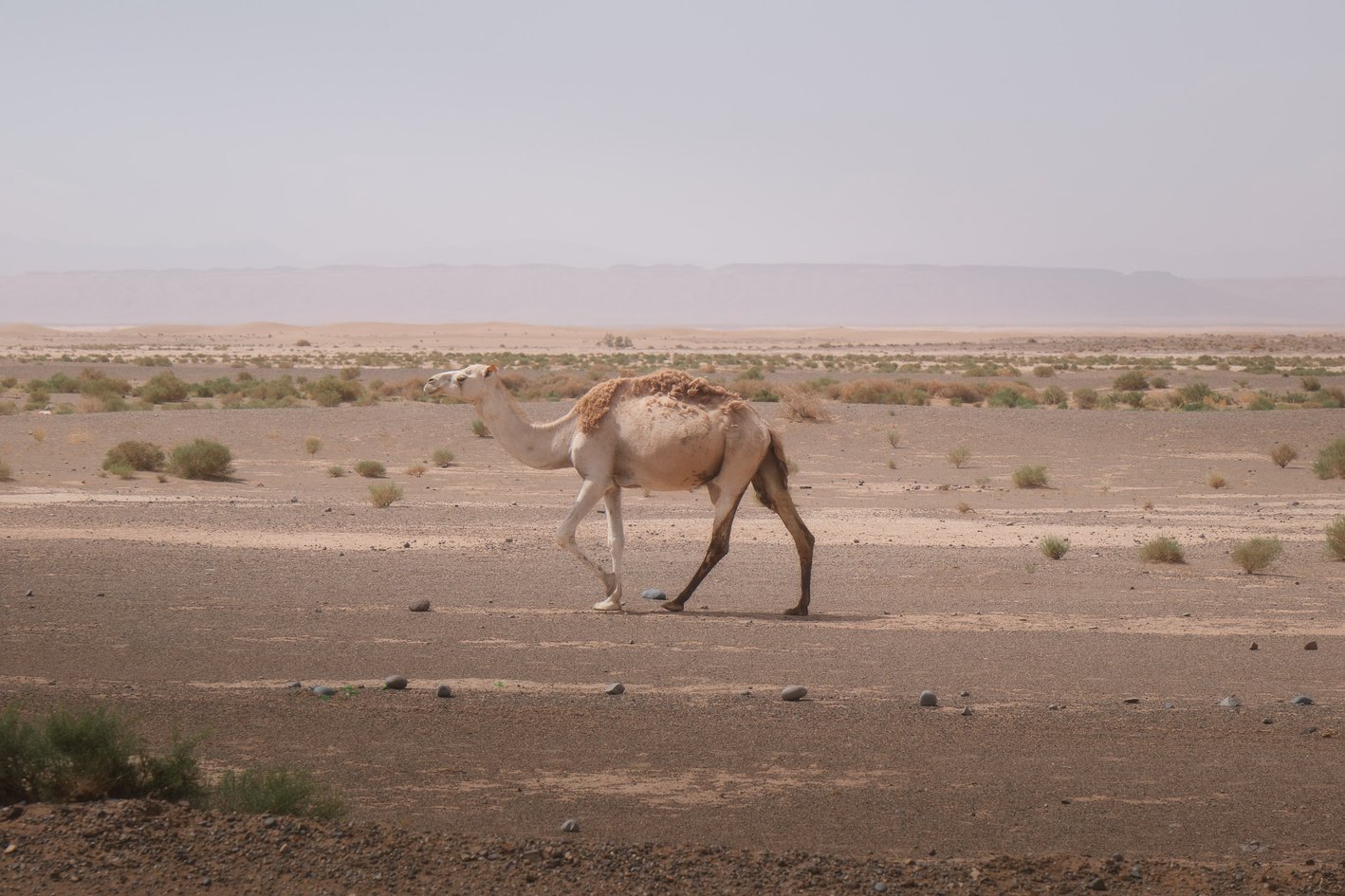Dromedario desierto Marruecos