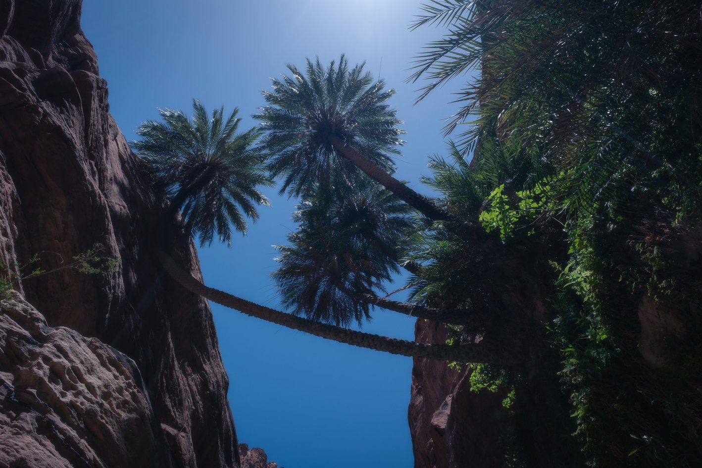Wadi Ghuweir oasis