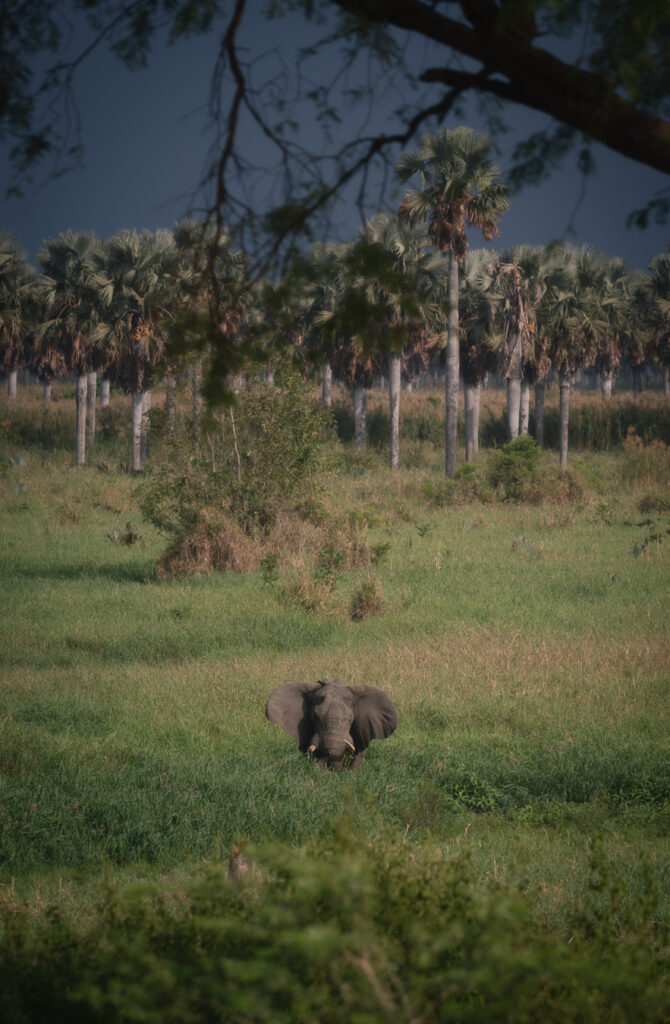 Elefante en Uganda
