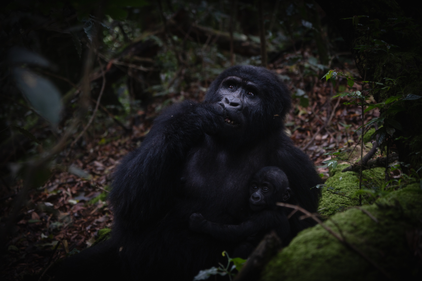 Gorillas en Uganda