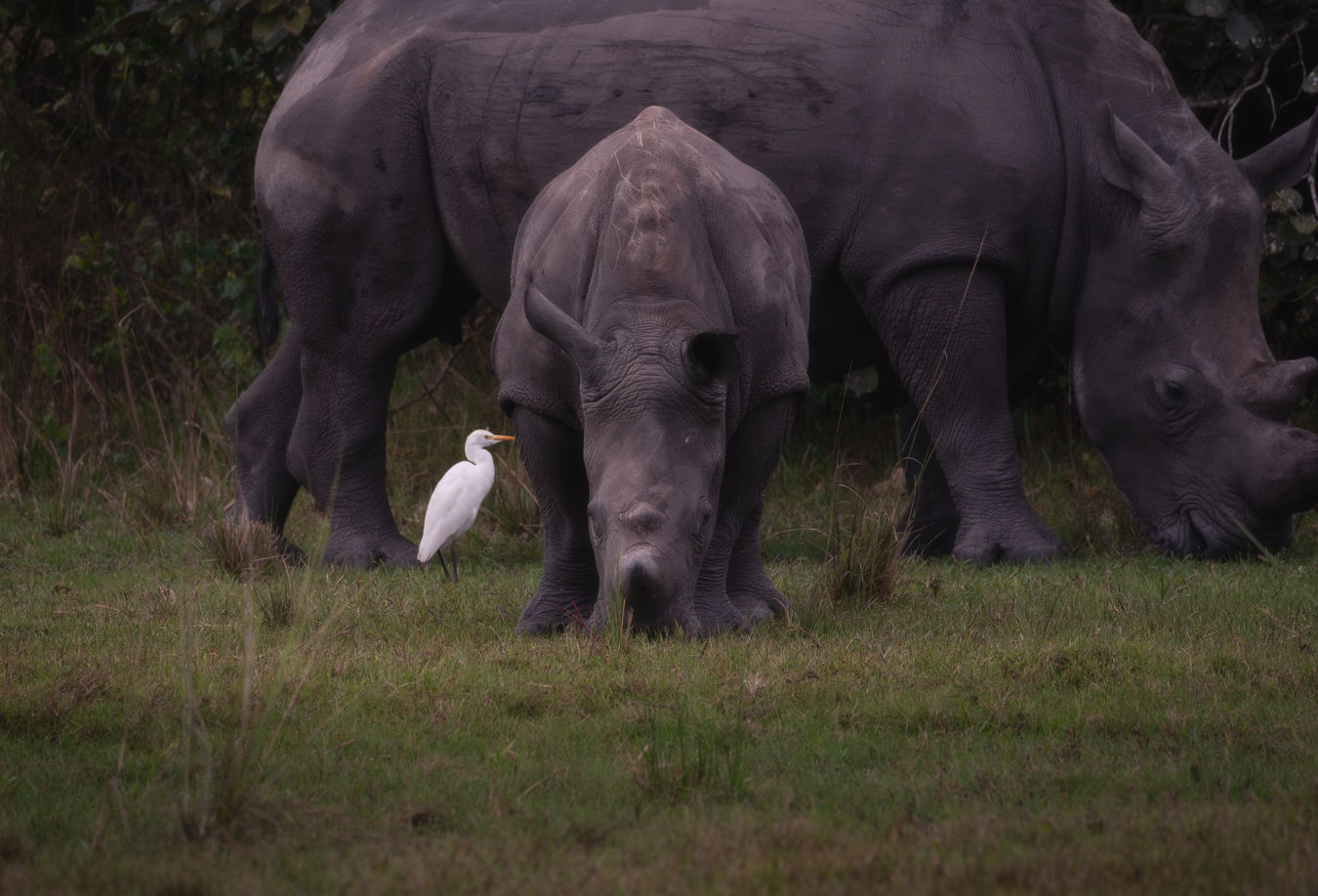 Rinocerontes en Uganda