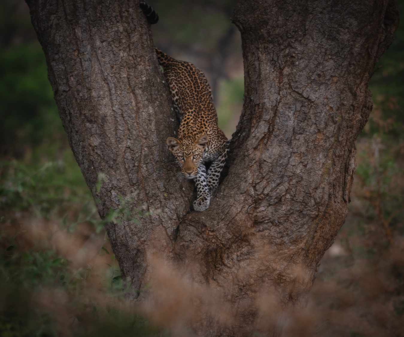 Leopardo