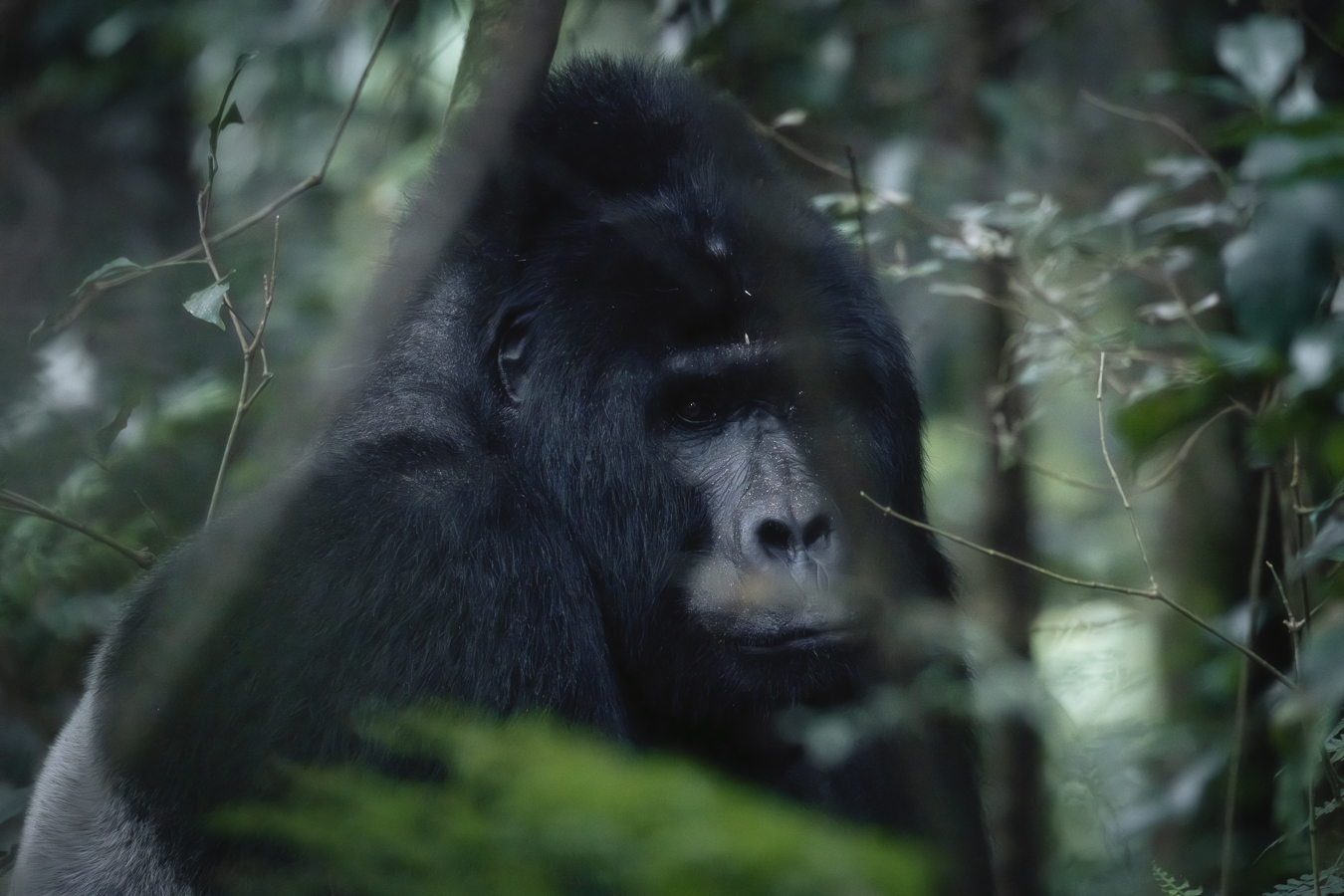 Gorila en Bwindi