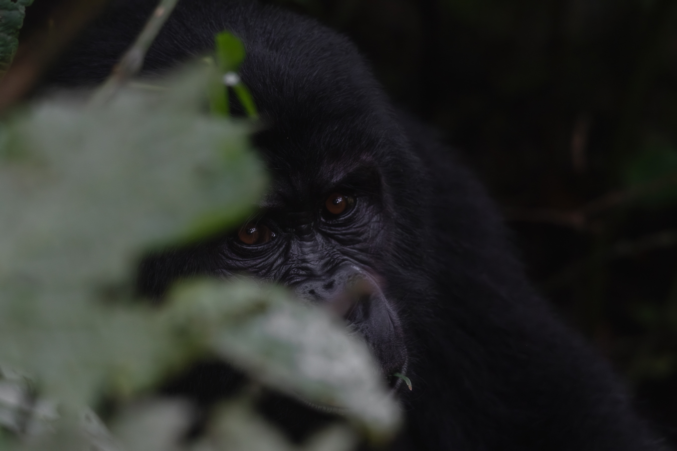 Gorila en Bwindi