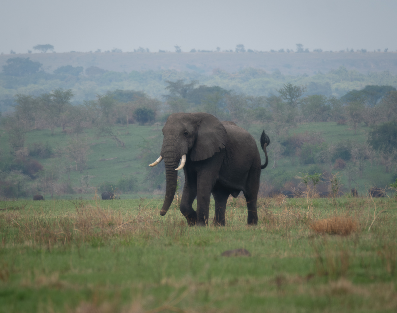 Elefante en Ishasha