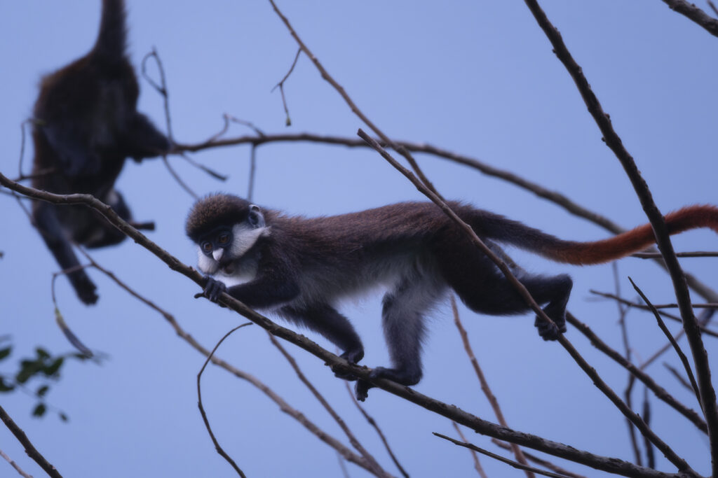 Monos en Kibale