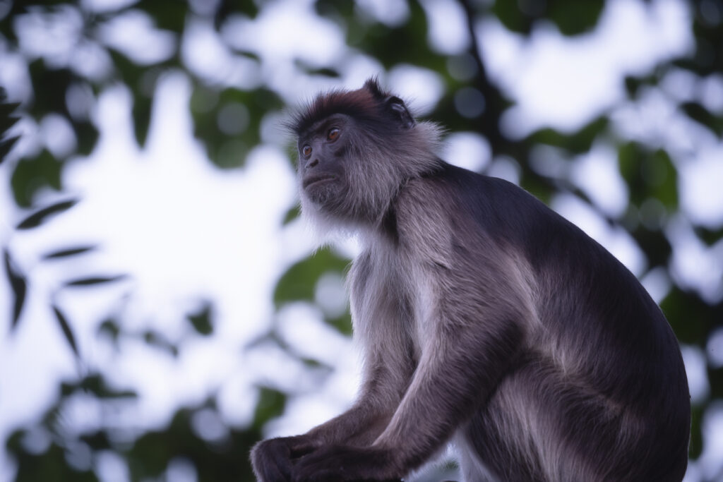 Monos en Kibale