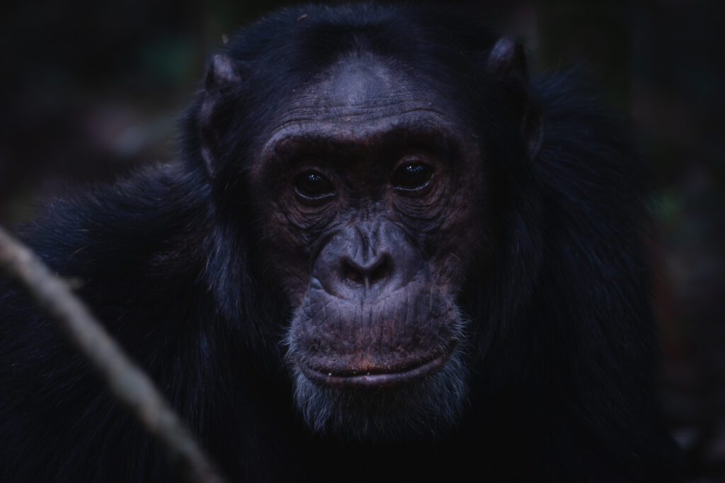 Chimpancé en Kibale