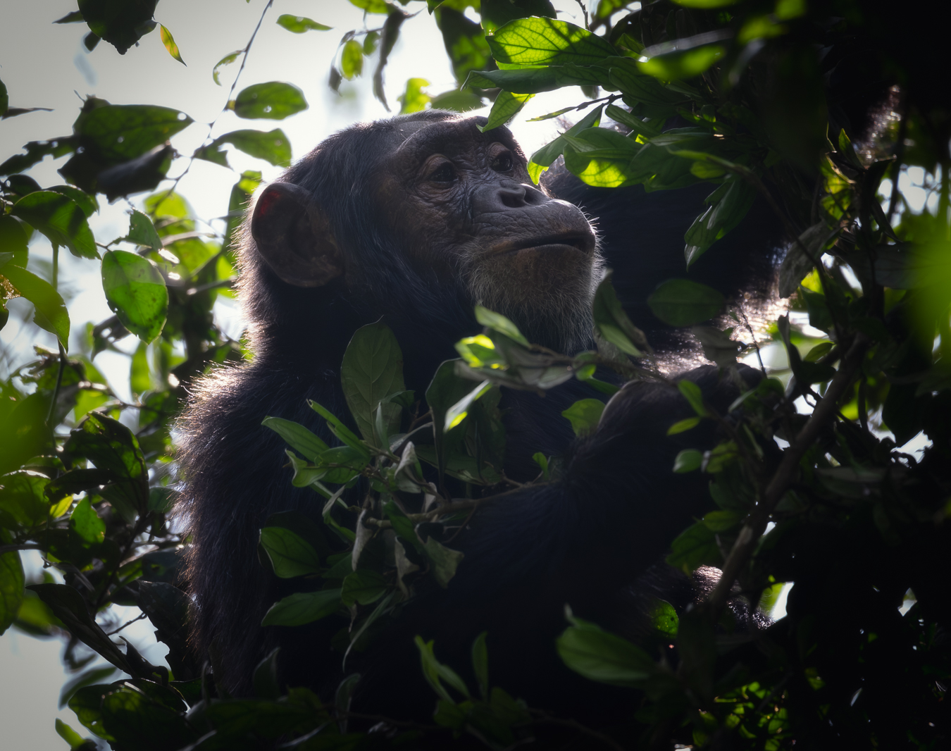 Chimpancé en Kibale
