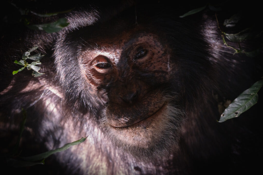 Chimpancé en Kibale