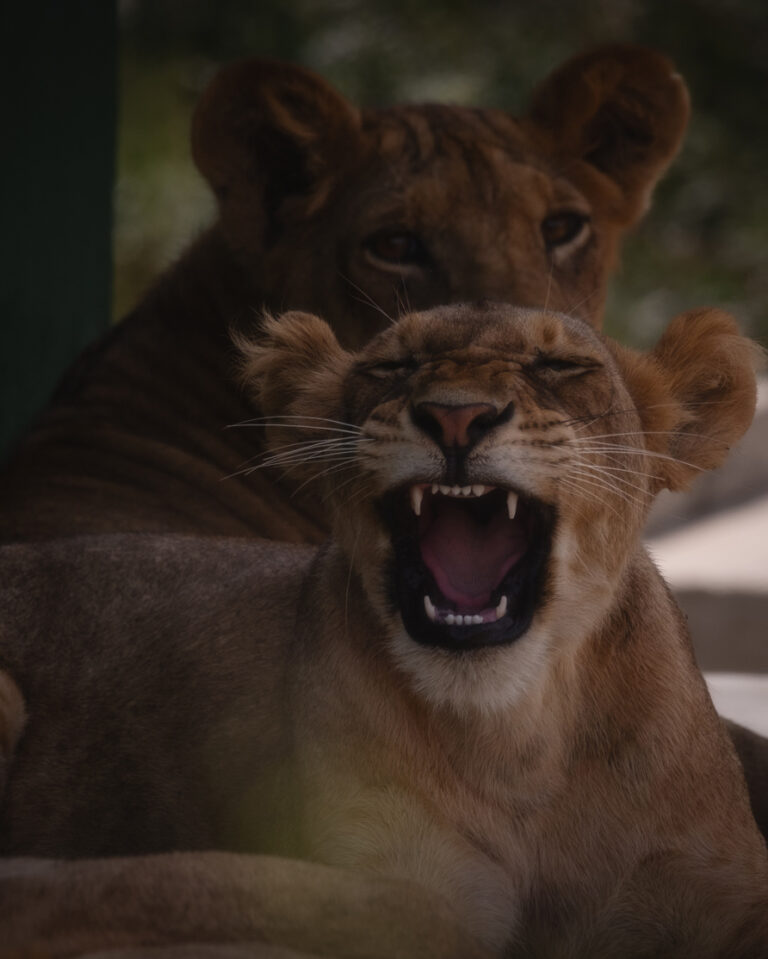Fotografía de leones vertical