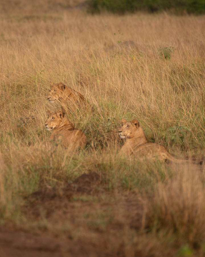 Leones en Queen Elizabeth