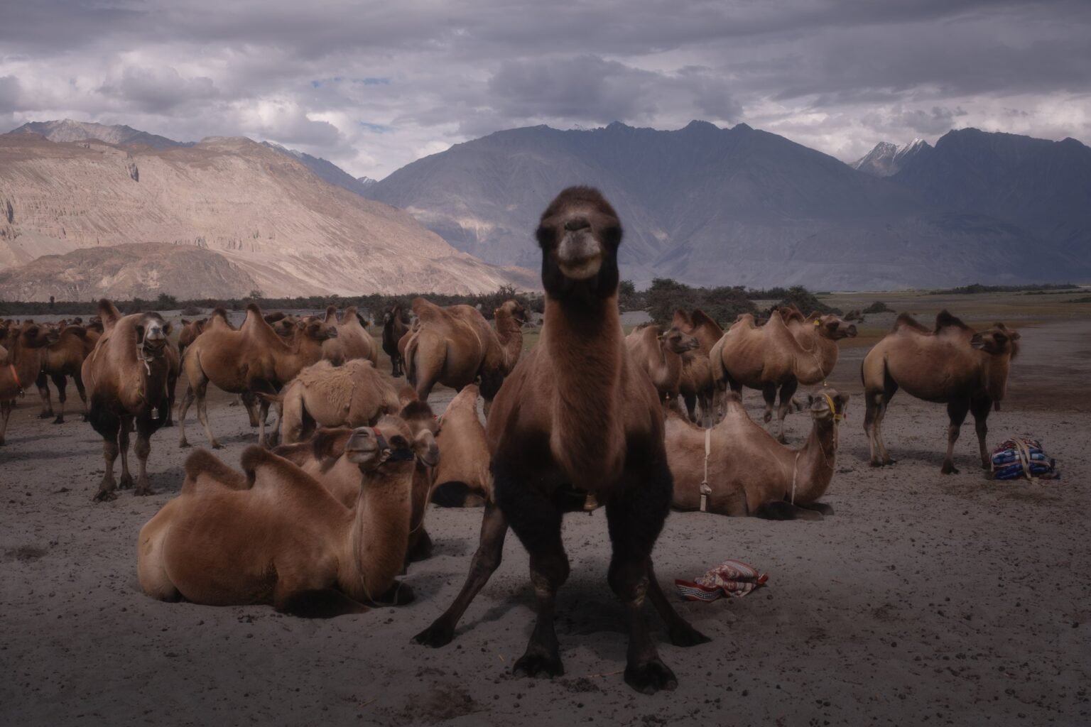 Nubra